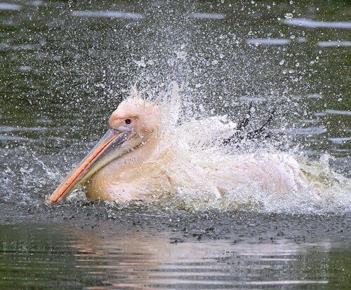 Pelikan schwimmt im Wasser und spritzt Wasser um sich herum