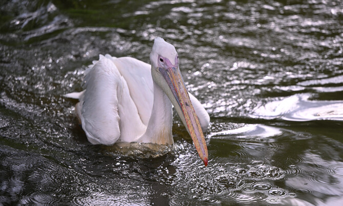 Pelikan (2)