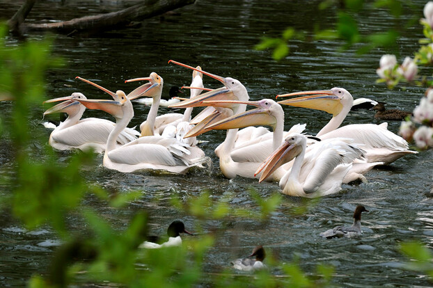Gruppe von acht Rosa Pelikanen schwimmt dicht beieinander im Teich, umgeben von grünem Blattwerk.