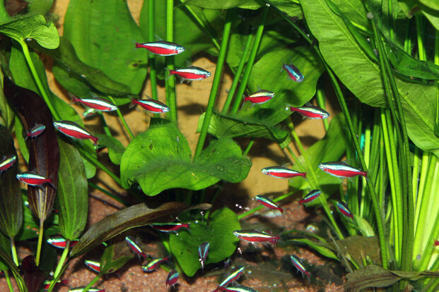 Mehrere Rote-Neonsalmler mit leuchtend roten und blauen Streifen schwimmen über grünen Wasserpflanzen im Aquarium.