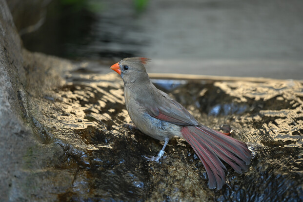 Braun-grauer Vogel mit auffallend rotem Schnabel und roten Schwanzfedern sitzt auf nassem Stein am Wasserlauf.