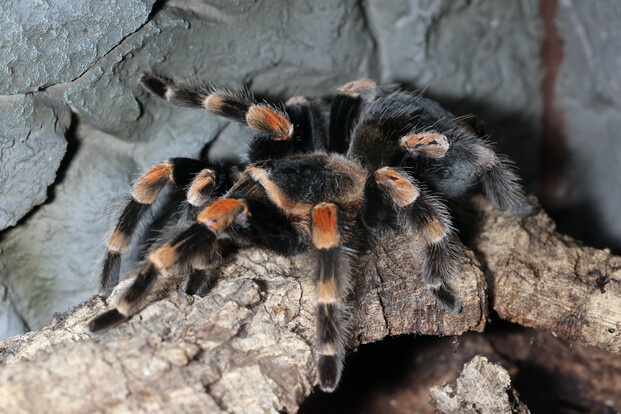 Rotbeinvogelspinne mit schwarzen und orangefarbenen Beinen auf einem Baumstamm vor grauer Steinwand.