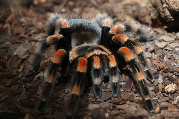 Rotbeinvogelspinne mit schwarzen und orange-roten behaarten Beinen krabbelt über braunes Substrat.