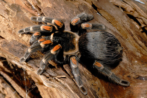 Rotbeinvogelspinne mit schwarzen und orange-roten behaarten Beinen sitzt auf Baumrinde
