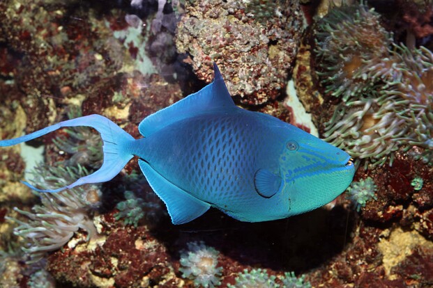Blauer Riff-Fisch mit ovalem, seitlich abgeflachtem Körper und markantem spitzen Kopf vor Korallen und Seeanemonen.