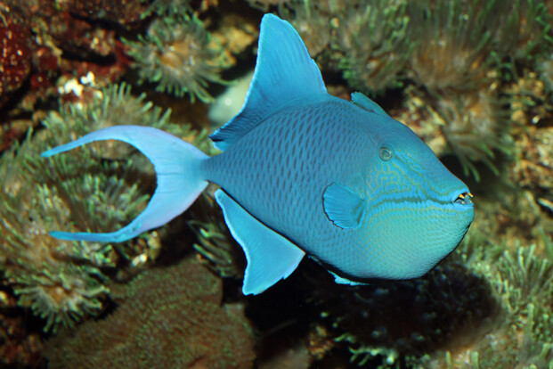 Blauer Riff-Fisch mit ovalem, seitlich abgeflachtem Körper und markantem spitzen Kopf vor Korallen und Seeanemonen.