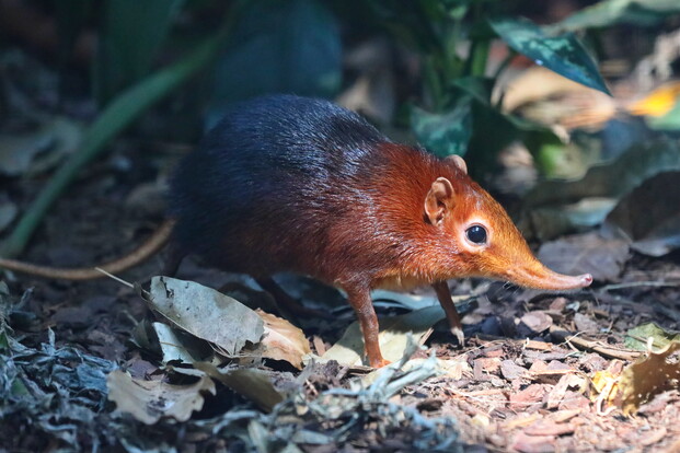 Kleines Rüsselhündchen mit langem, spitzem Schnauze und braunem Fell steht auf Waldboden mit Blättern und schnüffelt nach oben