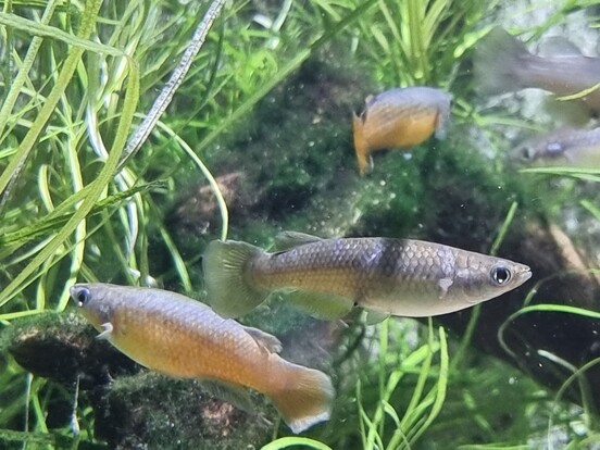 Zwei kleine Fische schwimmen zwischen grünen Wasserpflanzen in einem Aquarium