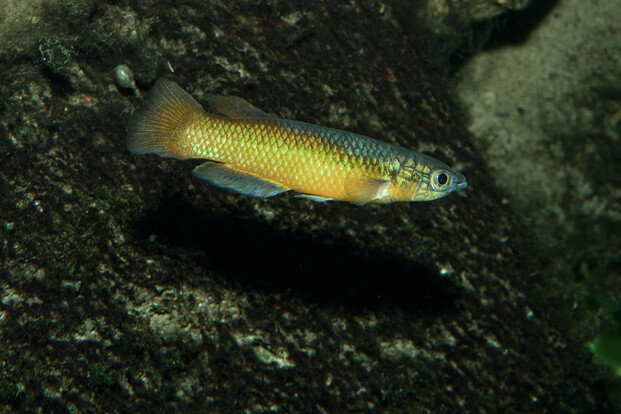 Nahaufnahme eines kleinen Fisches mit gelb-grünlichem Körper und dunklem Auge vor dunklem Hintergrund