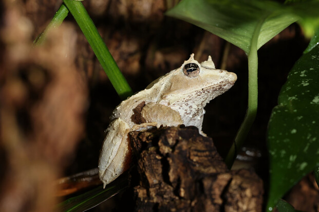 Solomonen-Zipfelfrosch mit blasser, warziger Haut im Laub und zwischen grünen Pflanzen am Boden sitzend.