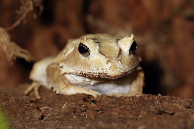 Salomonen-Zipfelkrötenfrosch mit heller, glatter Haut auf Rinde, Kopf und Vorderkörper im Bildzentrum.