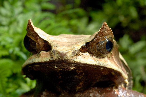 Salomonen-Zipfelkrötenfrosch mit auffälligen, spitzen Kopfauswüchsen und braun-beiger Haut, frontal vor grünem Hintergrund aufgenommen.