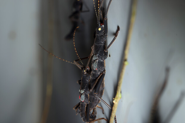 Schwarze Samtschrecke mit auffälligen Kanten auf einem Zweig