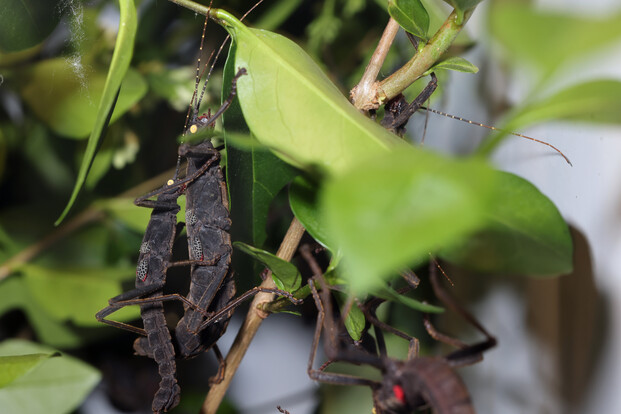 Schwarze Samtschrecke mit auffälligen Kanten auf einem grünen Blatt zwischen Zweigen, weitere Insekten im Hintergrund.