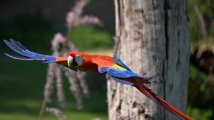 Fliegender scharlachroter Ara mit ausgebreiteten blauen Flügeln vor einem Baumstamm im Grünen.