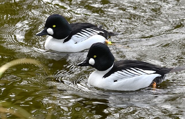 Zwei Schellenten mit schwarz-weißem Gefieder und gelben Augen schwimmen nebeneinander auf dem Wasser.