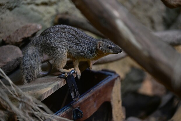 Schmalstreifenmungo mit grauem, gestreiftem Fell auf einem Holzgegenstand in naturnaher Umgebung.