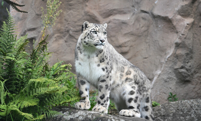 Schneeleopard (3)