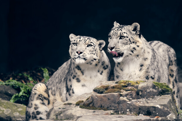 Zwei Schneeleoparden mit dichtem, grau-weiß geflecktem Fell sitzen nebeneinander auf Felsen, einer leckt sich die Schnauze.