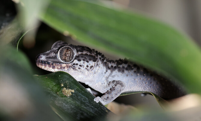 schoenkopfgecko_1