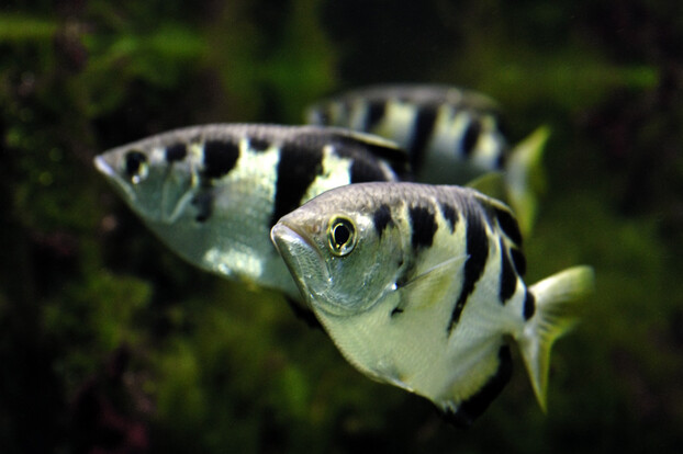 Drei Schützenfische mit auffälligen schwarzen Streifen auf silbrigem Körper schwimmen im Wasser, Vordergrund scharf, Hintergrund unscharf.