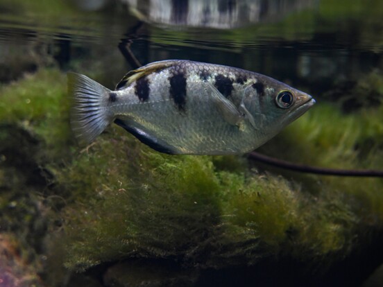 schützenfisch mit silbernem Körper und schwarzen Flecken schwimmt über grünem Wasserpflanzenbewuchs