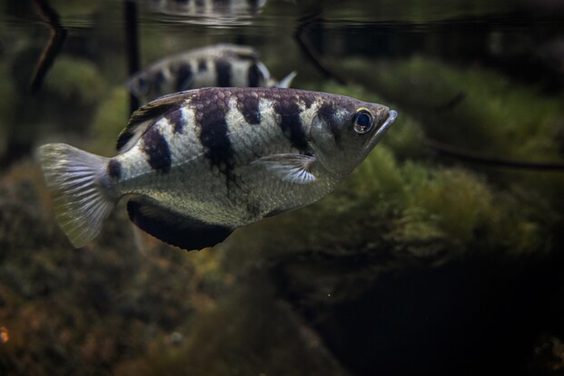 Zwei Schützenfische mit auffälligen schwarzen Streifen auf silbrigem Körper schwimmen im Wasser, Vordergrund scharf, Hintergrund unscharf.