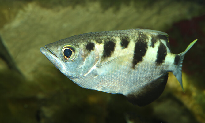 toxotes_jaculatrix_schützenfisch (1)