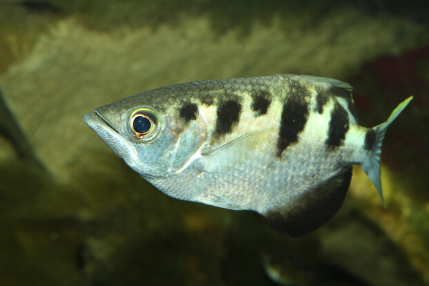 Schützenfisch mit silbernem Körper und schwarzen Flecken vor grünem Hintergrund