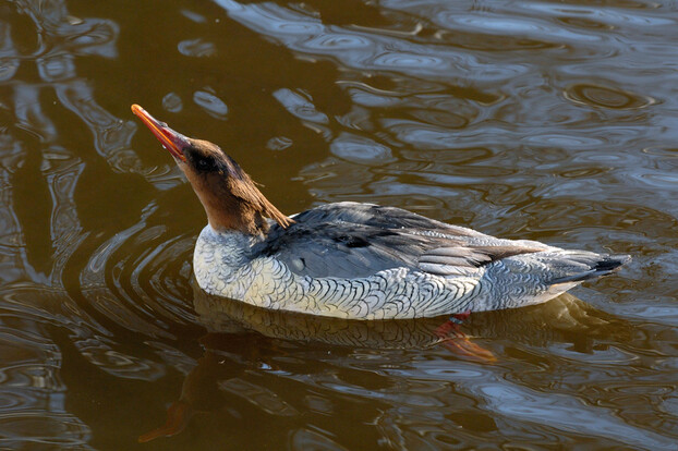 Schuppensäger mit braunem Kopf und weiß-grauem gefächertem Gefieder schwimmt auf ruhigem Wasser.