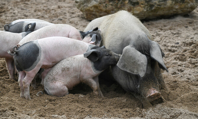 schwäbisch hällisches Schwein (2)
