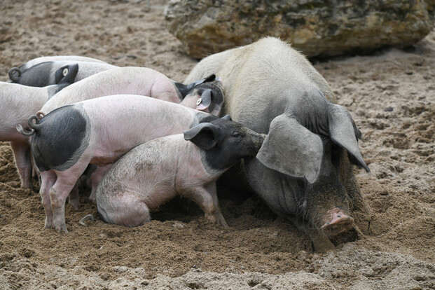 Mehrere schwarz-weiß gefleckte Schwäbisch-Hällische Ferkel stehen neben einem ausgewachsenen Tier im Sandgehege.
