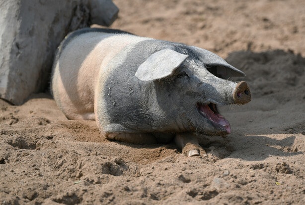 Schwäbisch Hällisches Schwein mit schwarz-weiß geflecktem Fell liegt im Sand und hat das Maul geöffnet.
