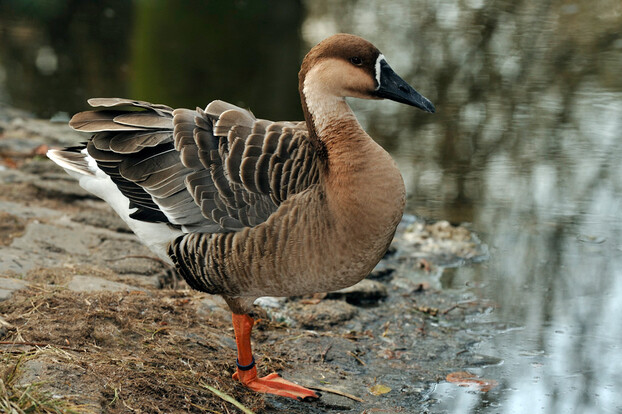 Schwanengans mit braunem Gefieder, schwarzem Schnabel und orangen Beinen steht am Ufer eines Gewässers.