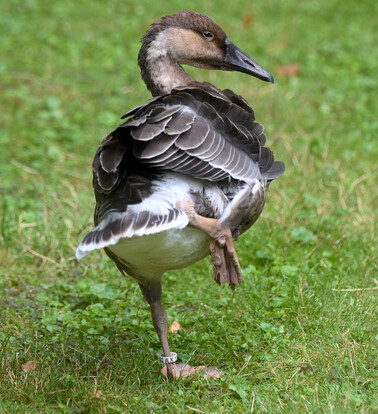 Schwanengans mit braunem Gefieder, schwarzem Schnabel und orangen Beinen steht auf einem Bein auf einer Wiese