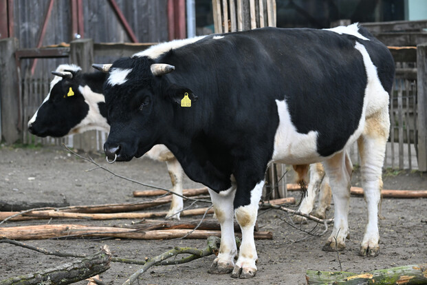 Zwei Niederungsrinder mit schwarz-weißem Fellmuster stehen nebeneinander auf einem sandigen Untergrund vor Holzzäunen.