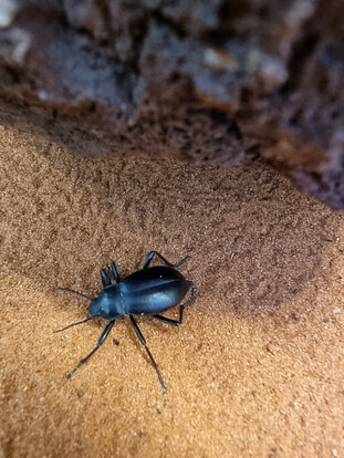 Schwarzer Käfer mit glänzendem Panzer und langen Fühlern auf sandigem Untergrund.