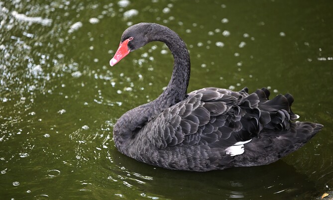 Trauerschwan (2)