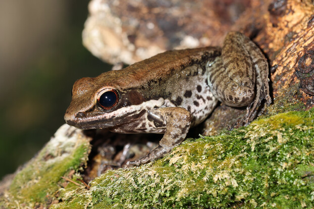 Schwarzseitenfrosch mit bräunlichem Rücken und dunklem Streifen an der Seite auf moosbedecktem Untergrund.