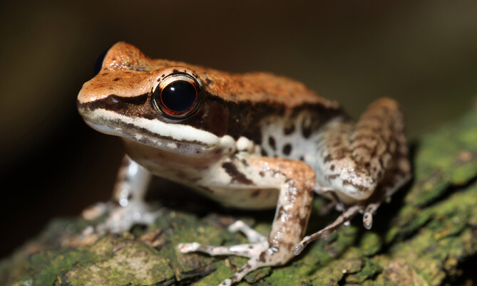 schwarzseitenfrosch_2