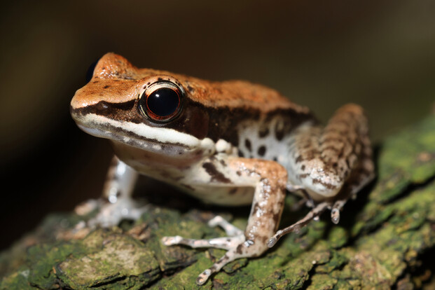 Schwarzseitenfrosch mit bräunlichem Rücken und dunklem Streifen an der Seite auf einer Borke