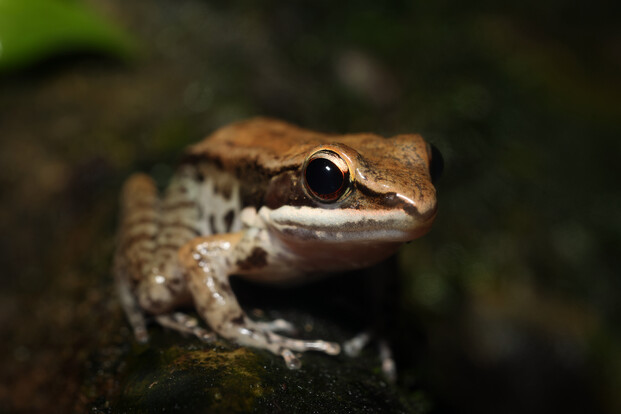 Schwarzseitenfrosch mit bräunlichem Rücken und dunklem Streifen vor dunklem Hintergrund