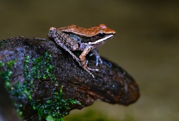 Schwarzseitenfrosch mit brauner Rückenzeichnung sitzt auf feuchtem, moosigem Ast.