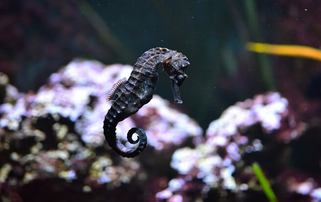 Seepferdchen mit gekrümmtem Schwanz schwimmt vor unscharfem Korallenhintergrund im Aquarium.