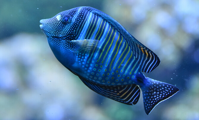 Segelflossendoktorfisch mit blauen und gelben Streifen sowie Punkten im Profil vor unscharfem Hintergrund.