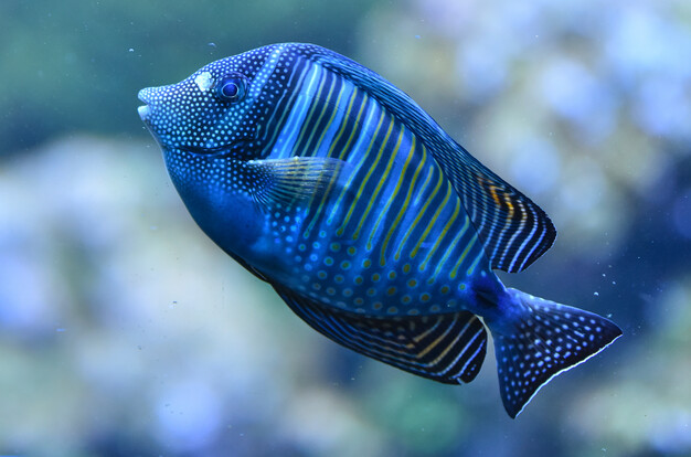 Segelflossendoktorfisch mit blauen und gelben Streifen sowie Punkten im Profil vor unscharfem Hintergrund.