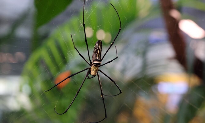 Große Seidenspinne mit langen Beinen in ihrem Netz vor grünem, unscharfem Hintergrund.