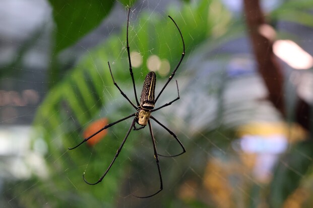 Große Seidenspinne mit langen Beinen in ihrem Netz vor grünem, unscharfem Hintergrund.