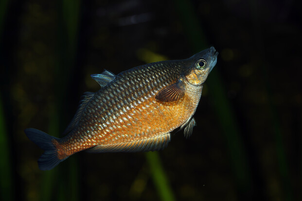 Sentani-Regenbogenfisch mit gelb-orangem Schuppenkleid, seitlich vor dunklem Hintergrund.