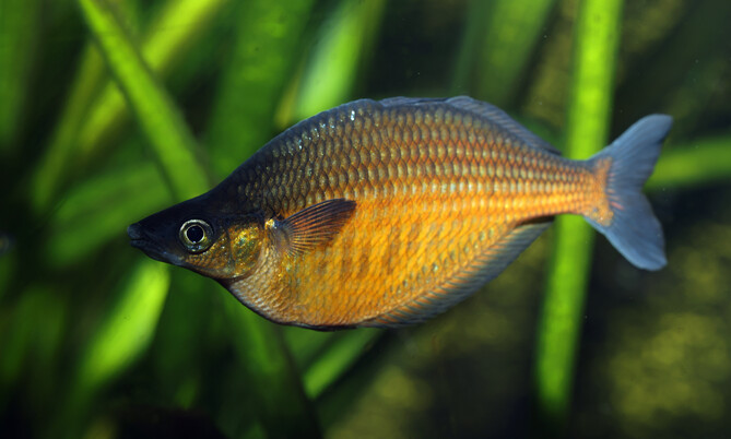 chilatherina_sentaniensis_sentani regenbogenfisch (2)